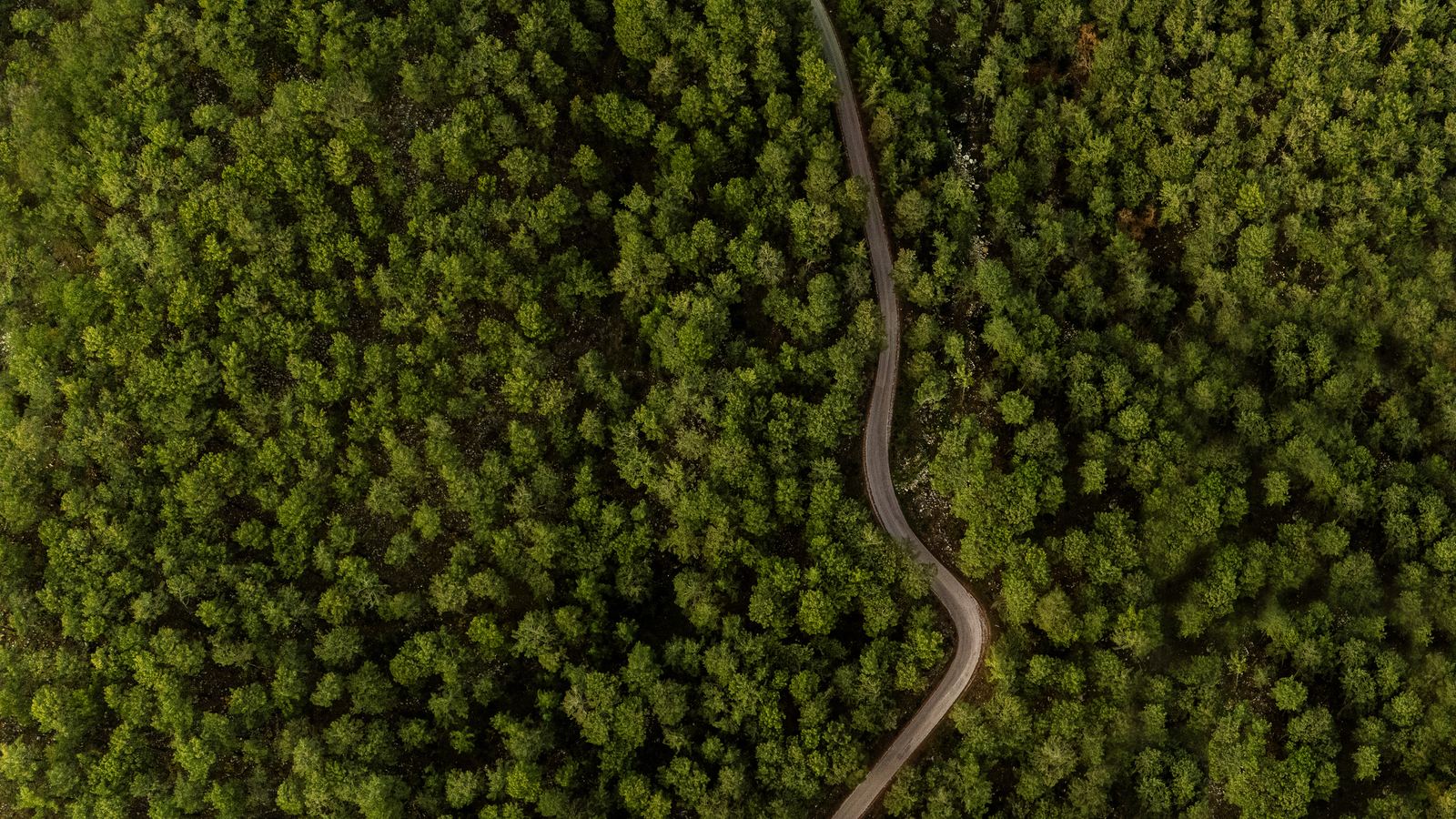 Aerial view of a road winding through dense forest